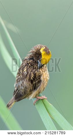 Bird (house Sparrow) On Tree In A Nature Wild