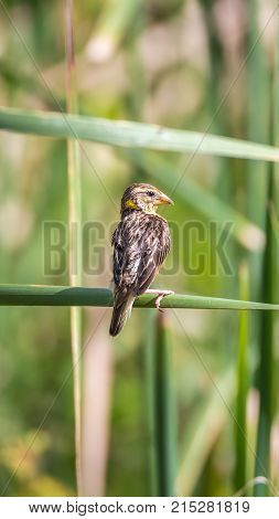 Bird (house Sparrow) On Tree In A Nature Wild