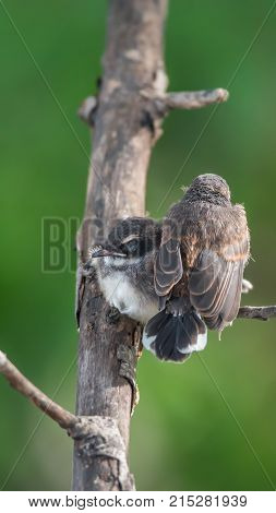 Bird (house Sparrow) On Tree In A Nature Wild