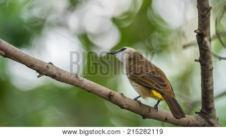 Bird (house Sparrow) On Tree In A Nature Wild