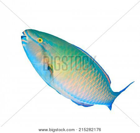 Parrotfish tropical reef fish isolated on white background