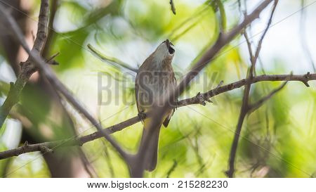 Bird (house Sparrow) On Tree In A Nature Wild