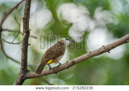 Bird (house Sparrow) On Tree In A Nature Wild