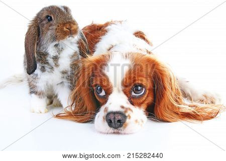 Dog and rabbit together. Animal friends. Rabbit bunny pet white fox rex satin real live lop widder nhd german dwarf dutch with cavalier king charles spaniel dog. Animals together. Christmas Valentines day pet concept. Cute.