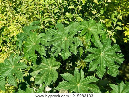 castor tree on nature . In the park in nature