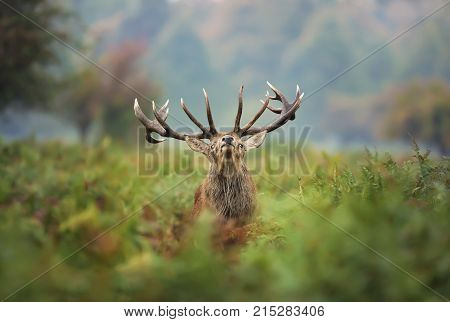 Red deer stag during the rut in autumn