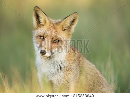 Close up of a young red fox sitting in the grass, Netherlands