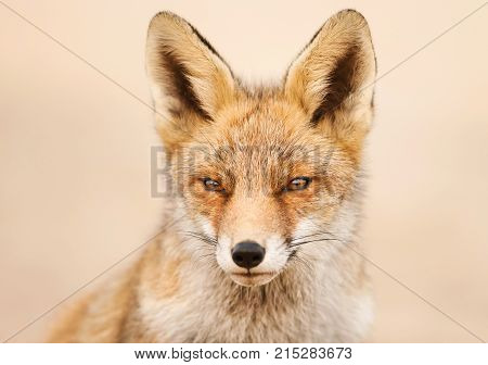 Portrait of a red fox against clear background