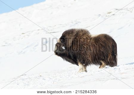 Male musk ox standing in the mountains of Dovrefjell in tough winter conditions in Norway