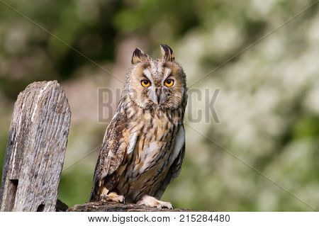 Long - eared owl perching on a post in the countryside in England.