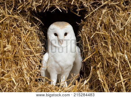 Portrait of the barn owl sitting on hay, UK