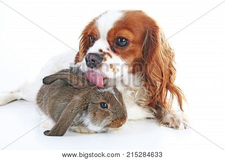Dog and rabbit together. Animal friends. Rabbit bunny pet white fox rex satin real live lop widder nhd german dwarf dutch with cavalier king charles spaniel dog. Animals together. Christmas Valentines day pet concept. Cute.