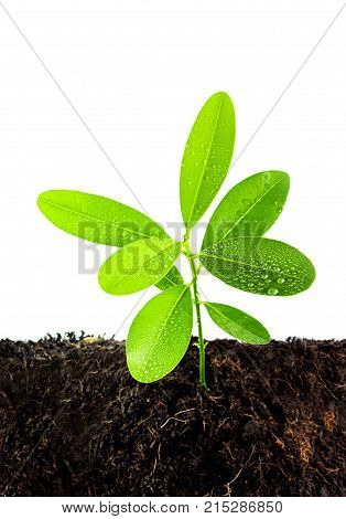 Freshness Leaves Of Alexandrian Laurel Young Plant