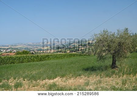 Landscape Near Ascoli Piceno At Summer