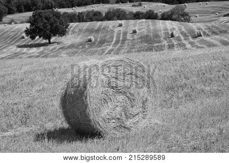 Landscape Near Ascoli Piceno At Summer