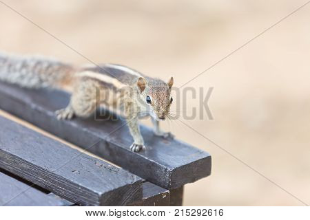 Young Trustingly Squirrel Ahungalla Sri Lanka Asia
