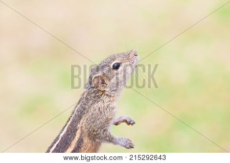 Young Sniffing Squirrel Ahungalla Sri Lanka Asia