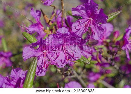 Flower Ledum Palustre Rhododendron Tomentosum Plant Close Up