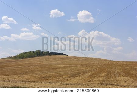 Rolling Farm Hills Of Wheat Crop Fields On Sunny Summer Day