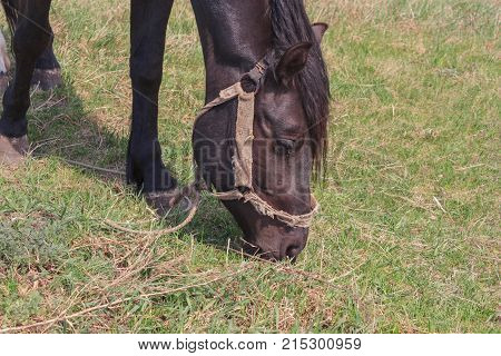 Portrait Of A Black Horse On A Background Of Green Grass