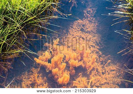 Water Plant In Silfra Fissure In Thingvellir