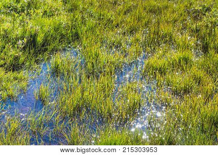 Swamp Meadow In Valley Of River In Thingvellir