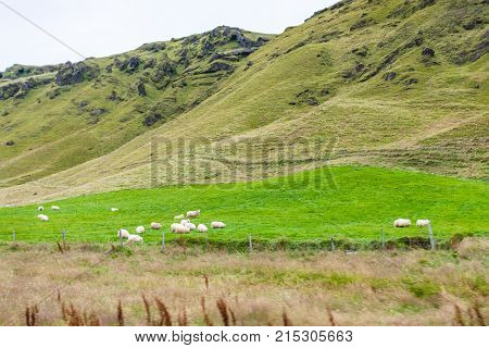 Icelandic Sheeps On Green Slope In Iceland