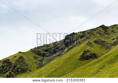 Green Mountain Slope With Icelandic Sheep