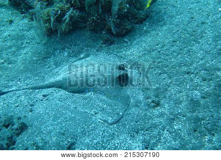 Blue Spotted Ray Swimming Amongst Coral Reef On The Ocean Floor, Bali