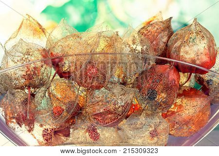 Autumnal Concept with lucent Sepals of Physalis alkekengi
