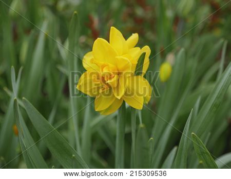 Yellow Daffodil With Green Leaves On The Flowerbed