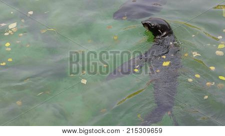 The Critically endangered Mediterranean a monk seal.