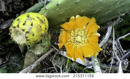 Opuntia stricta - Prickly pear cactus - Lanzarote, Canary Islands, Spain