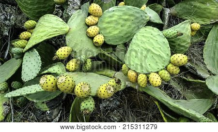 Opuntia stricta - Prickly pear cactus - Lanzarote, Canary Islands, Spain