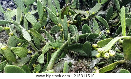 Opuntia stricta - Prickly pear cactus - Lanzarote, Canary Islands, Spain
