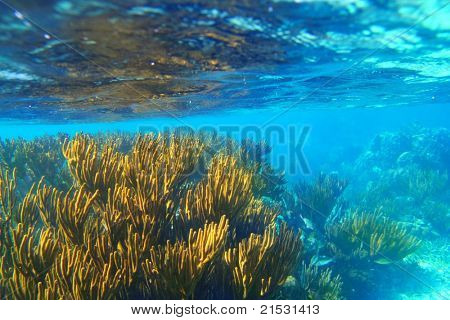 Riviera Maya bløde gorgonian reef seascape Mexico