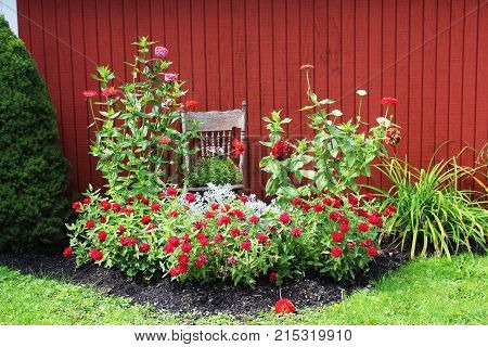 Red Zinnia flowerbed with old chair and red barn background