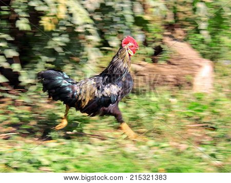 The cock with a red comb quickly runs on a grass is greased speed