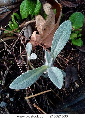 Greyish Green Perennial Cornflower / Centaurea Montana Leaves