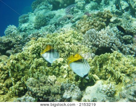 Angelfish
