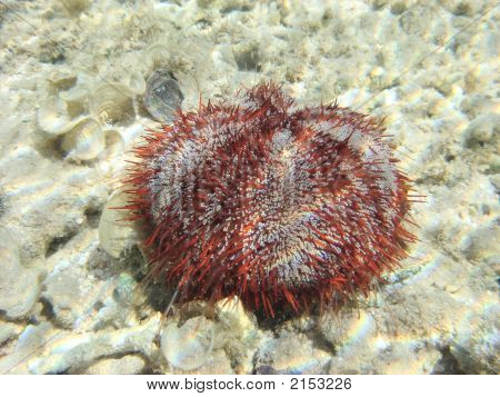 Riccio di mare