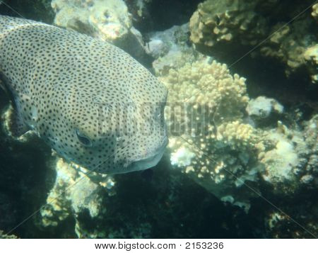 Angelfish