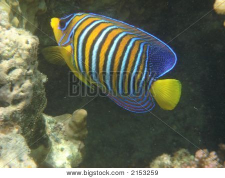 Angelfish
