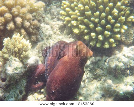 Angelfish