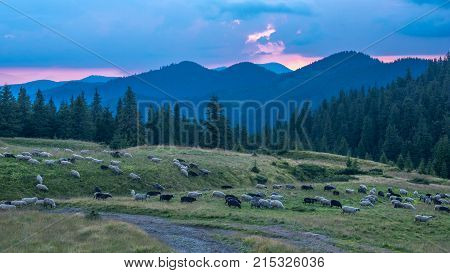 Carpathian mountain valley in summer with many sheeps