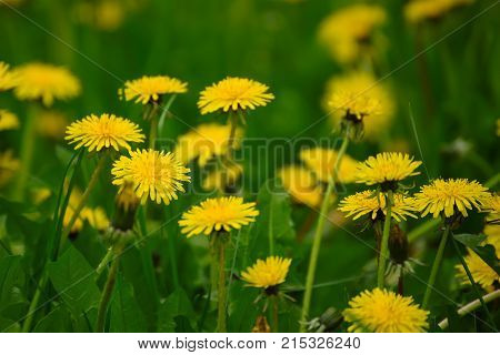 Dandelion yellow flower growing on the green meadow in spring time, natoral seasonal floral background with copy space