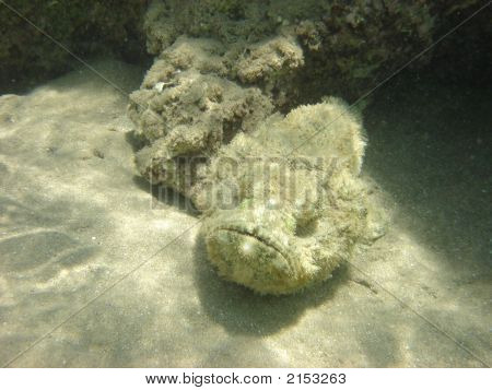 Angelfish