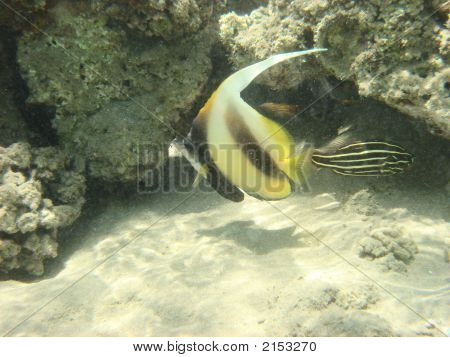 Angelfish in africa Egitto Mar Rosso