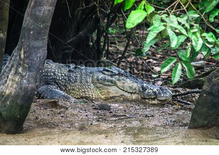 Crocodile lurking on the mud banks of the river Kinabatangan. Borneo. Malaysia.