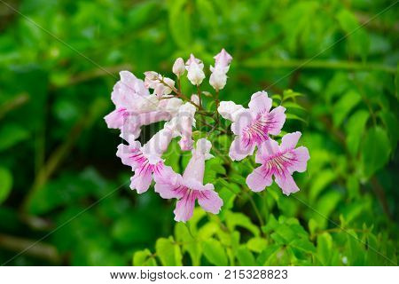 Pink Trumpet Vine, Podranea ricasoliana, flower, Spain